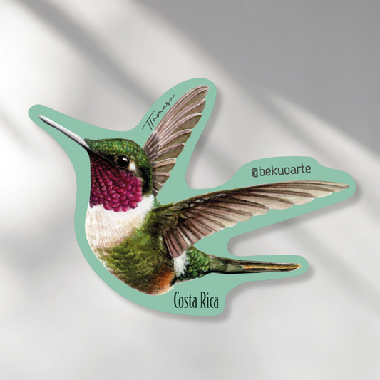 Imán - Colibrí estrellita Gorgimorada