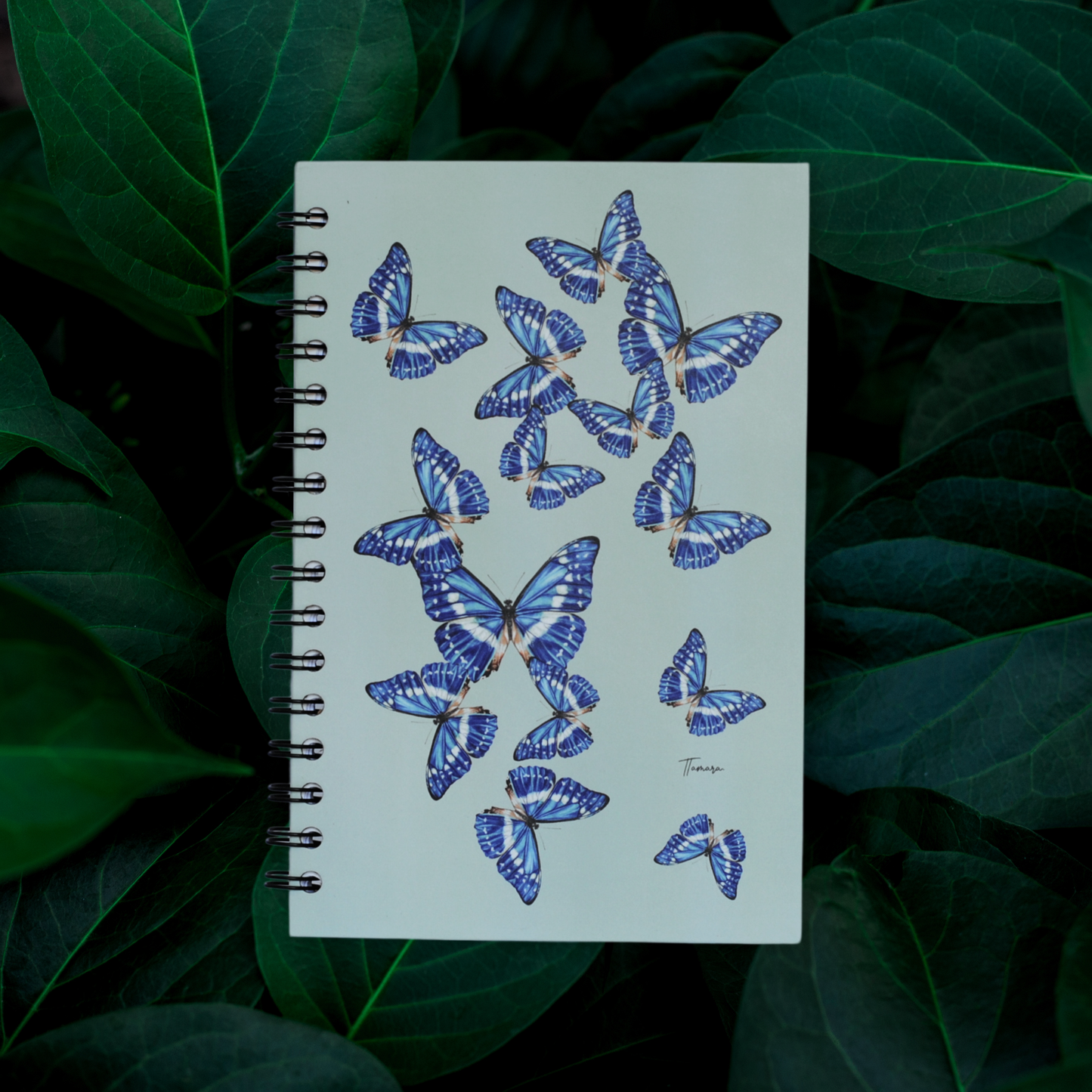 Libreta - Morpho Clara