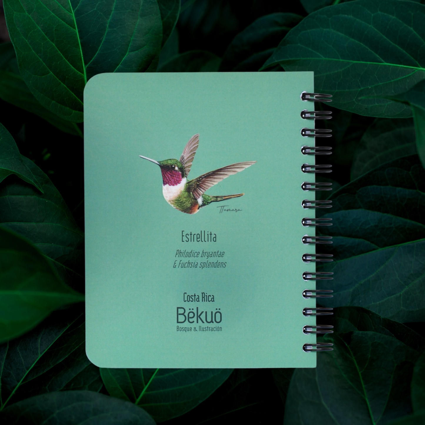 Libreta Pequeña - Estrellita Gorgimorada