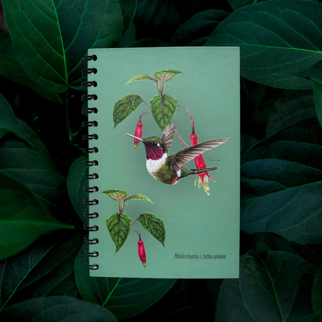 Libreta - Colibrí Estrellita Gorgimorada