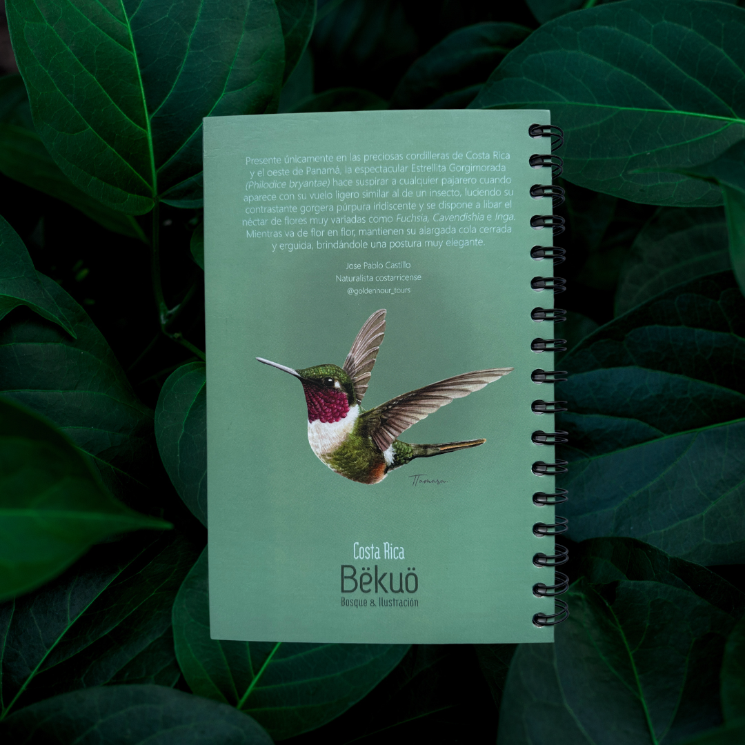 Libreta - Colibrí Estrellita Gorgimorada