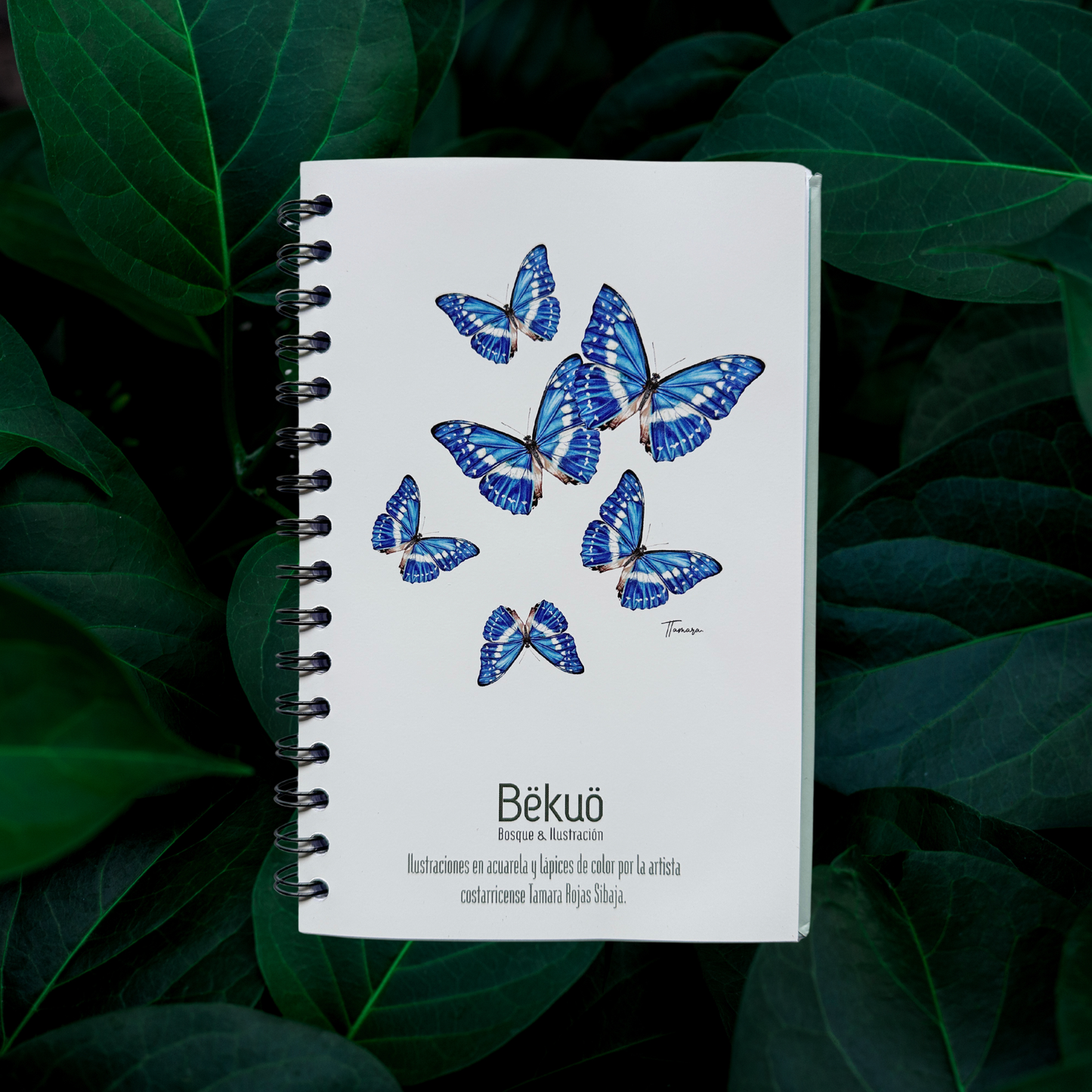 Libreta - Morpho Clara