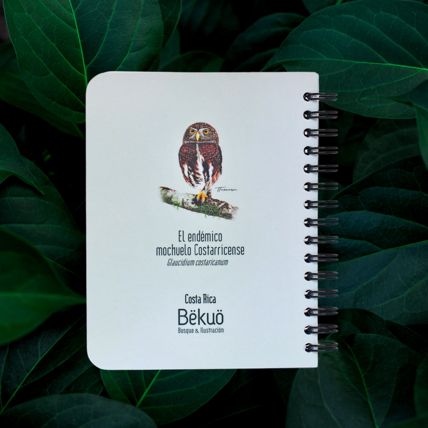 Libreta pequeña - Endémico Mochuelo Costarricense