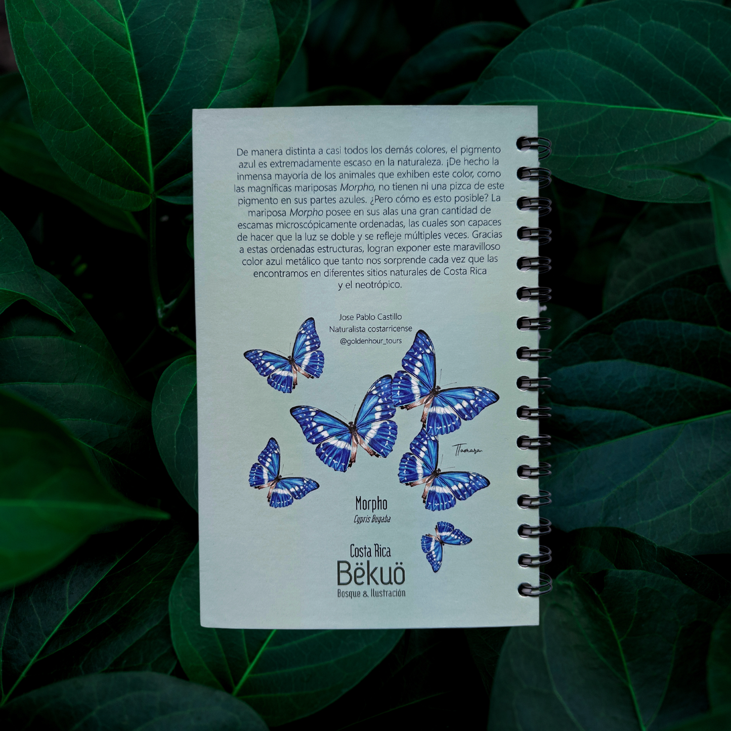 Libreta - Morpho Clara