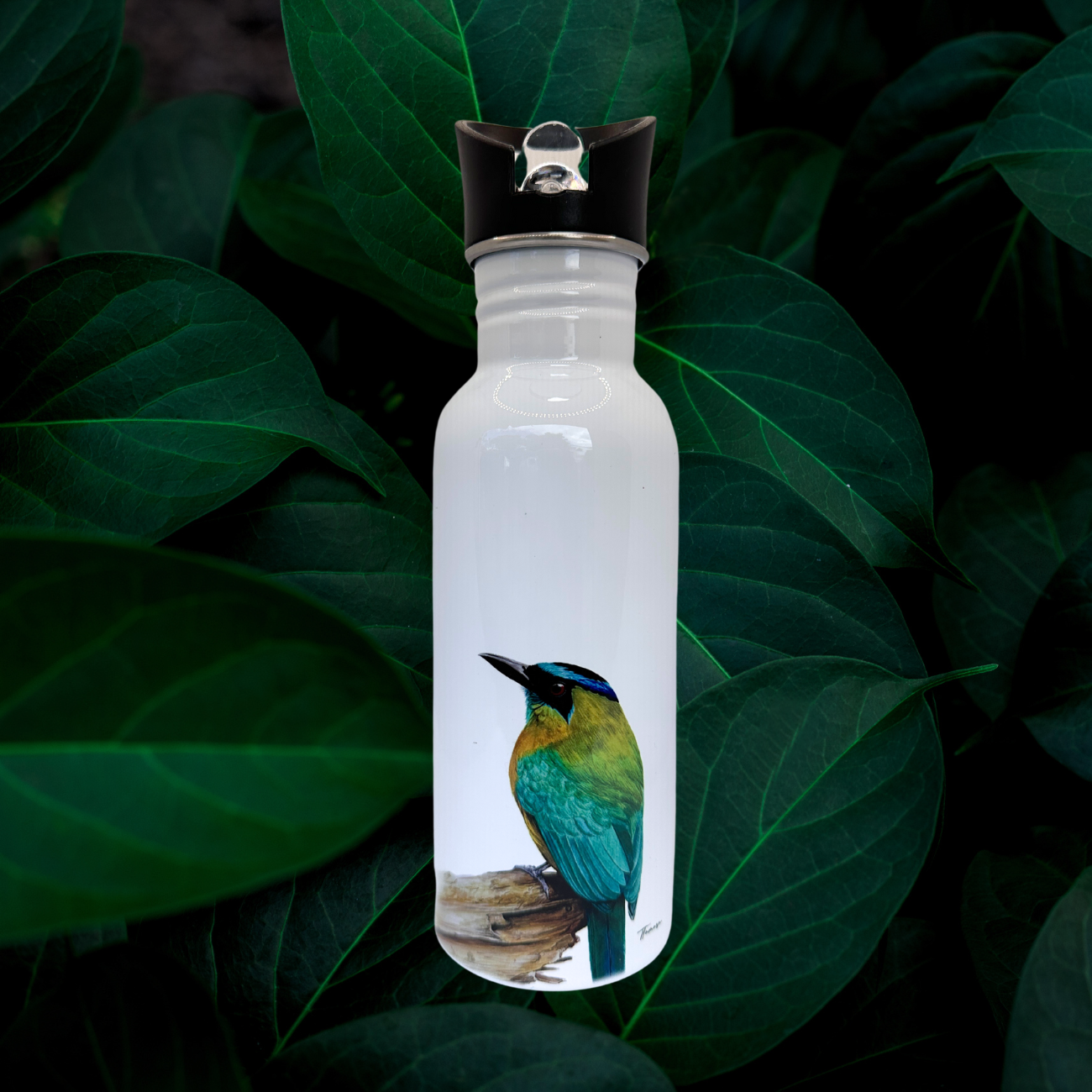 Botella - Ecos del Pájaro Bobo
