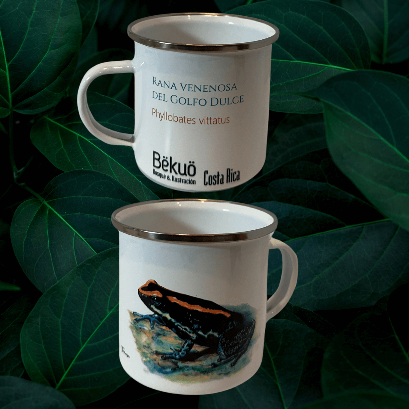 Jarrito de Metal - Rana Endémica del Golfo Dulce
