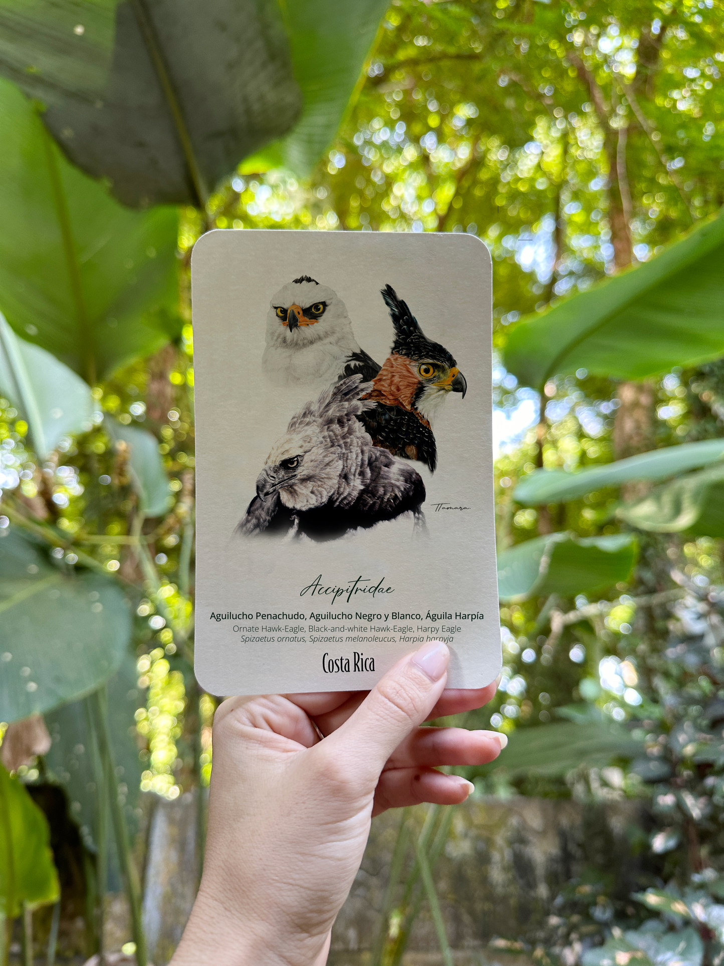 Postcard - Accipitridae (Rapaces)