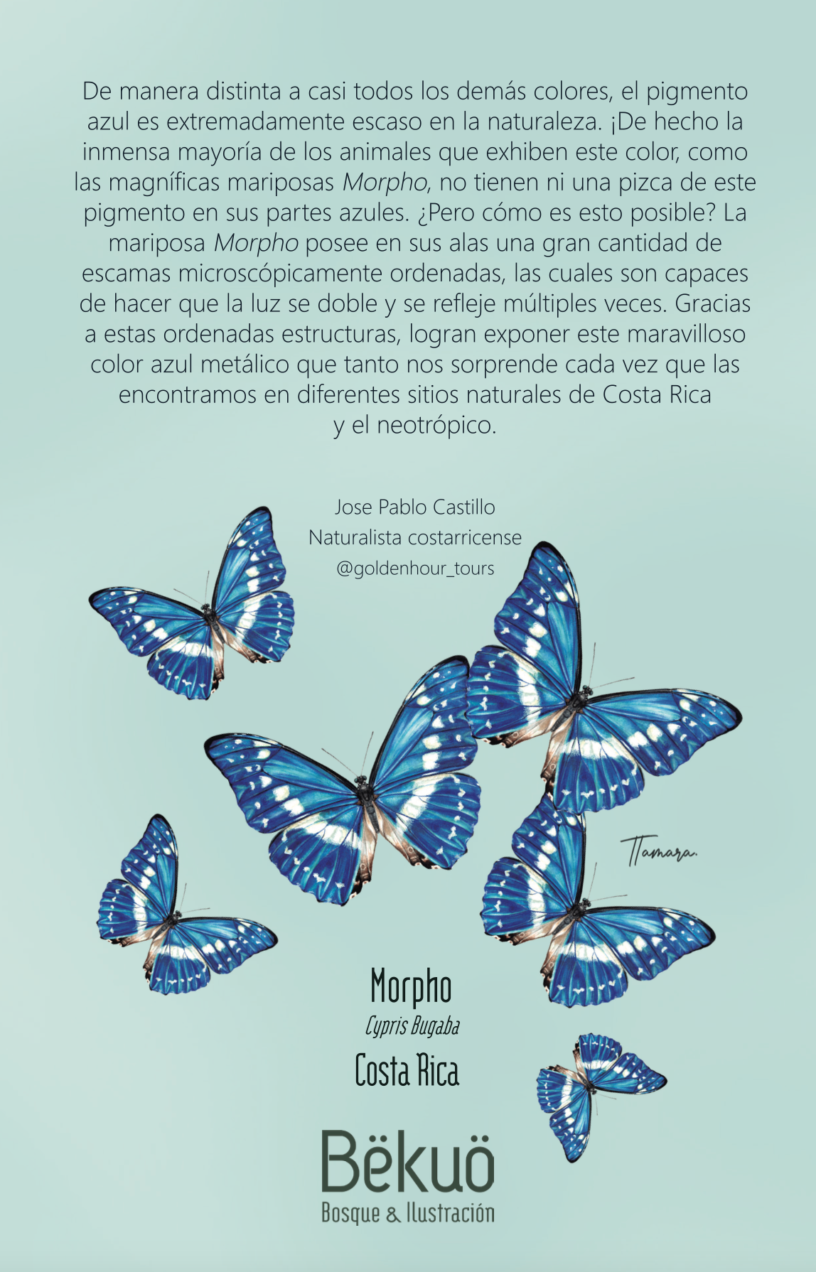 Libreta - Morpho Clara
