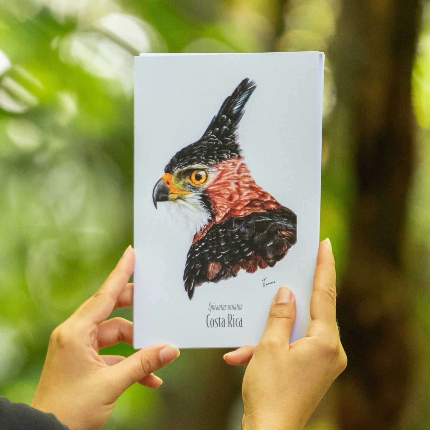 Print para enmarcar - Águila Penachuda