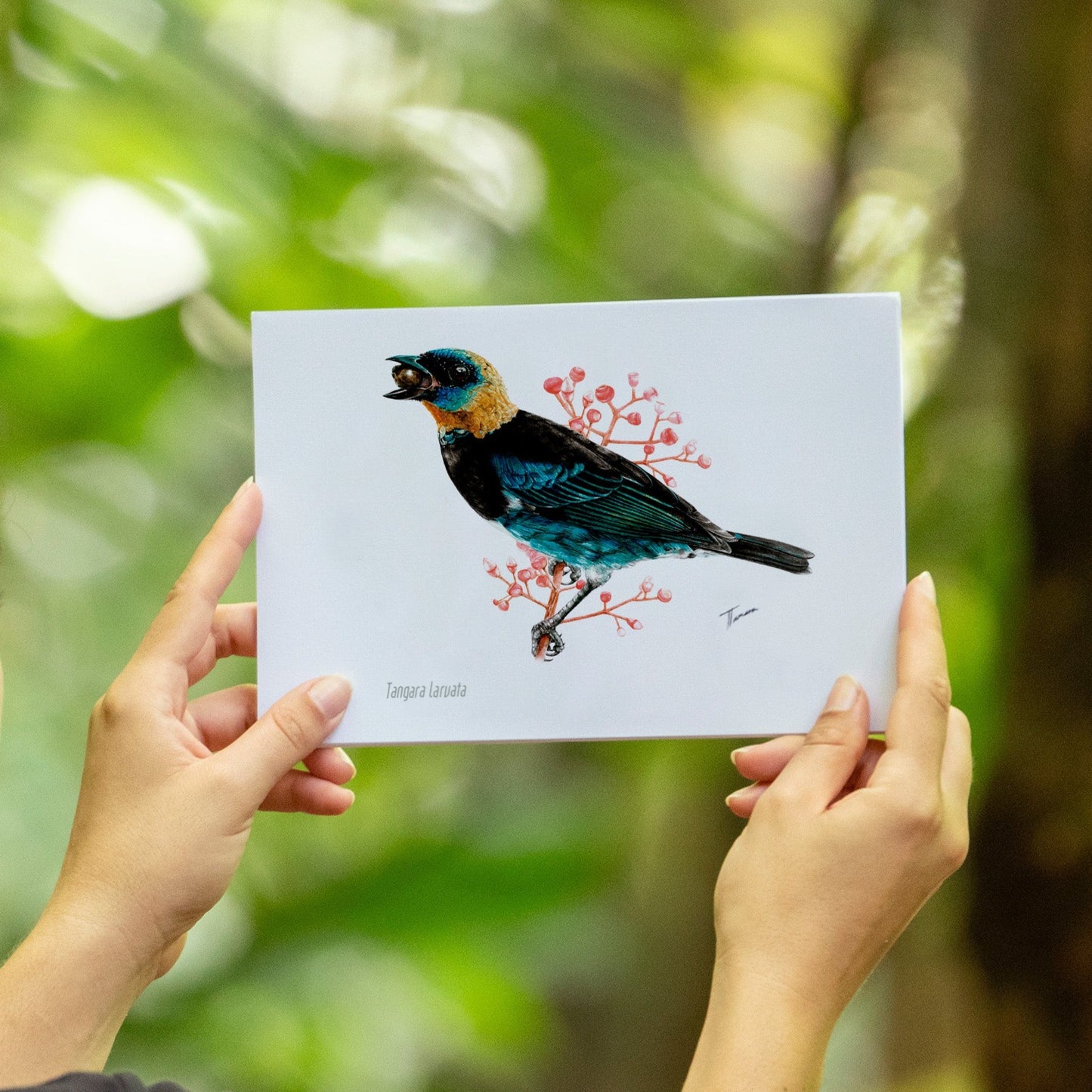Print para enmarcar - Tangara Capuchidorada