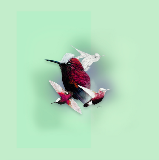 Blusa - Colibrí Copete de Nieve