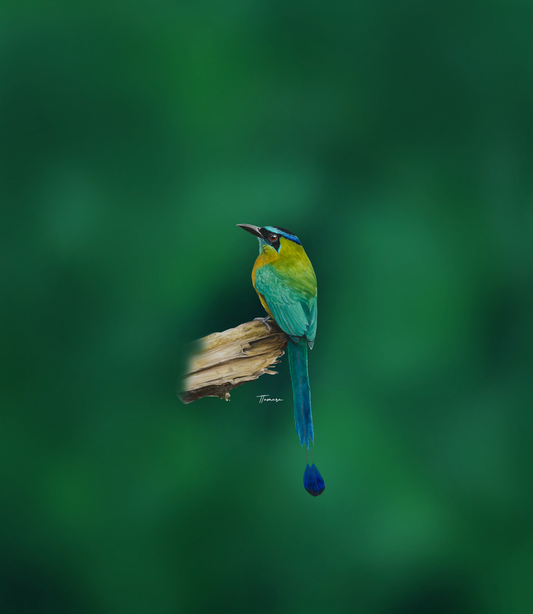 Blusa - Ecos del Pájaro Bobo