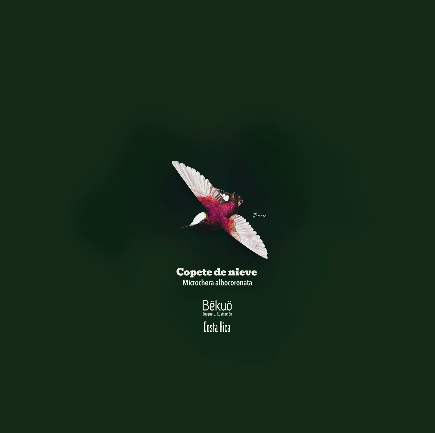 Camiseta - Colibrí Copete de Nieve