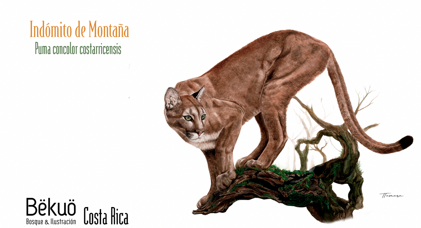Botella - Indómito de Montaña