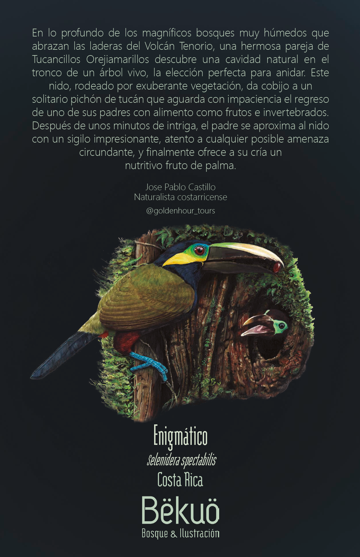 Libreta - Enigmático Tucán Orejiamarillo Oscura