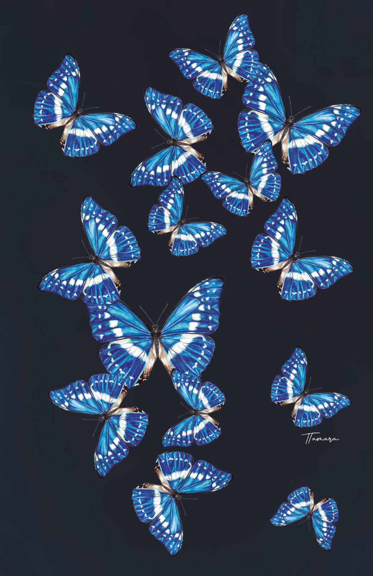 Libreta - Morpho Oscura