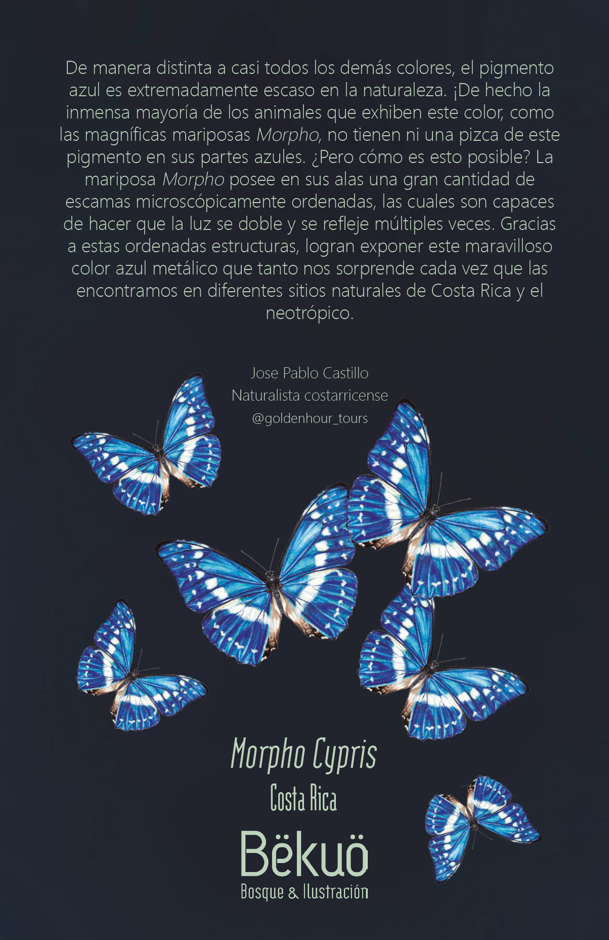 Libreta - Morpho Oscura