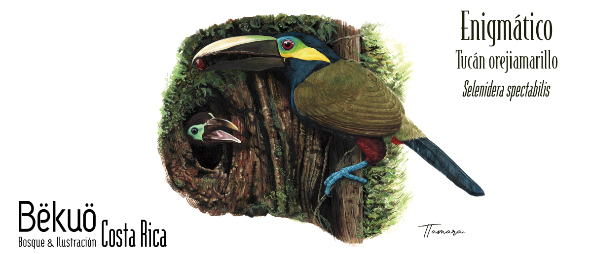 Botella - Enigmático Tucán Orejiamarillo