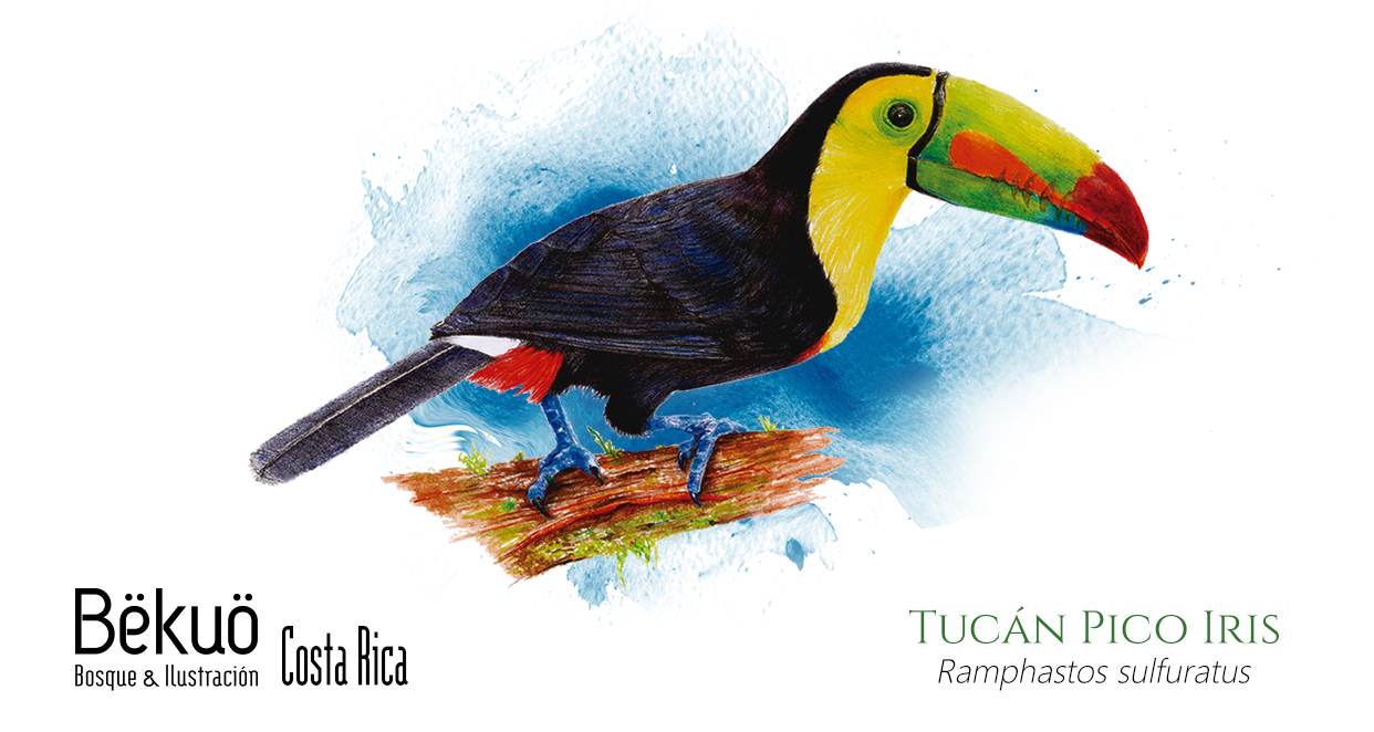 Botella - Tucán Pico Iris