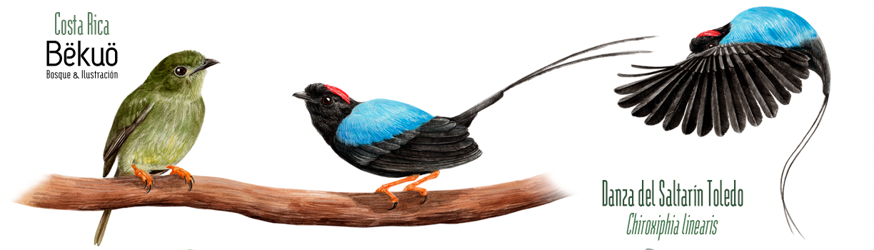 Jarrito de metal - Danza del Toledo