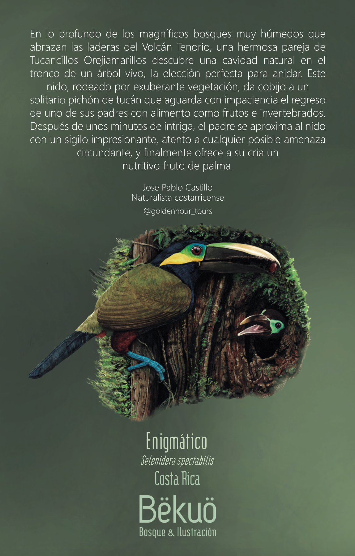 Libreta - Enigmático Tucán Orejiamarillo Clara