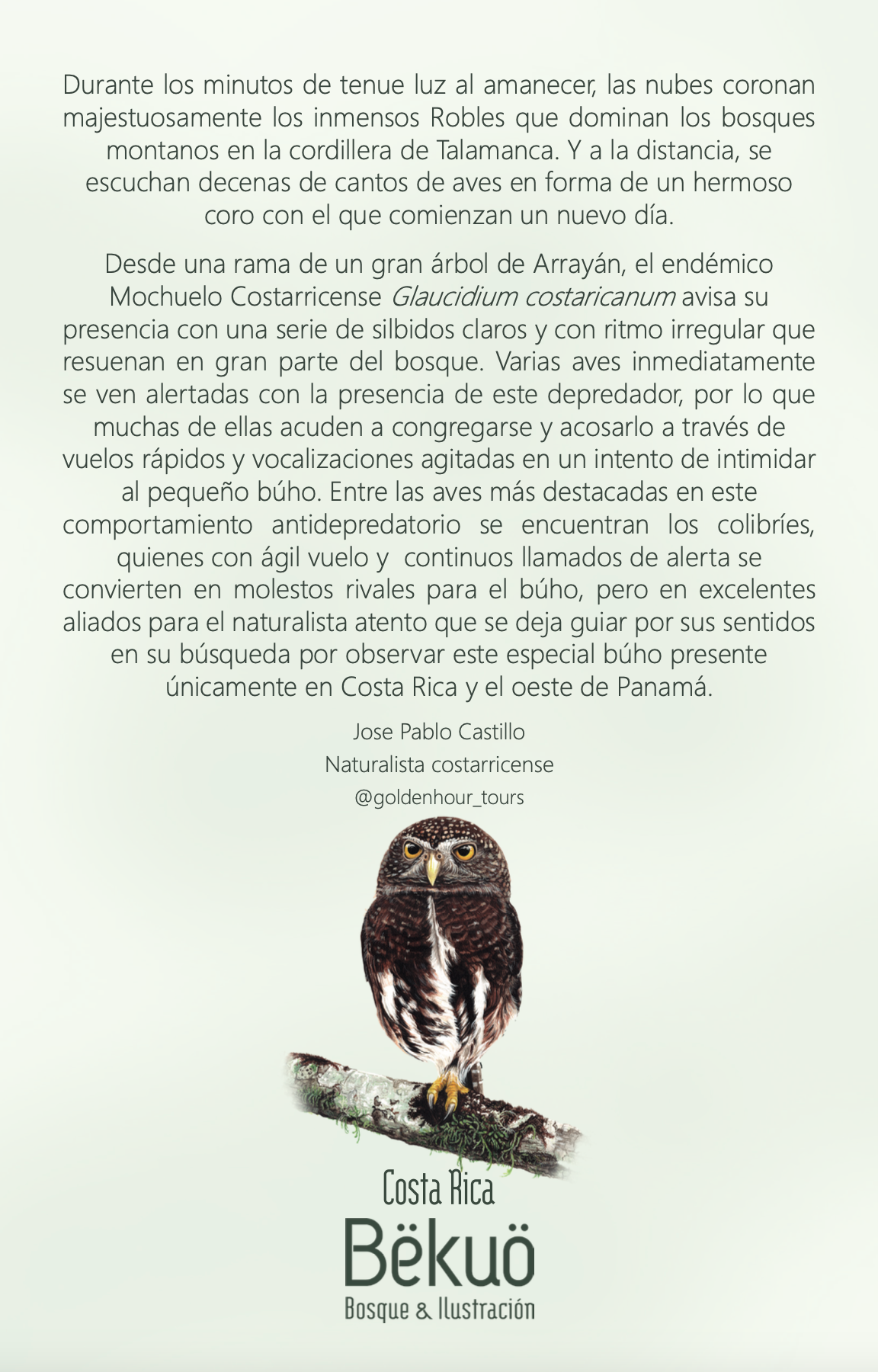 Libreta - Endémico Mochuelo Costarricense tono claro