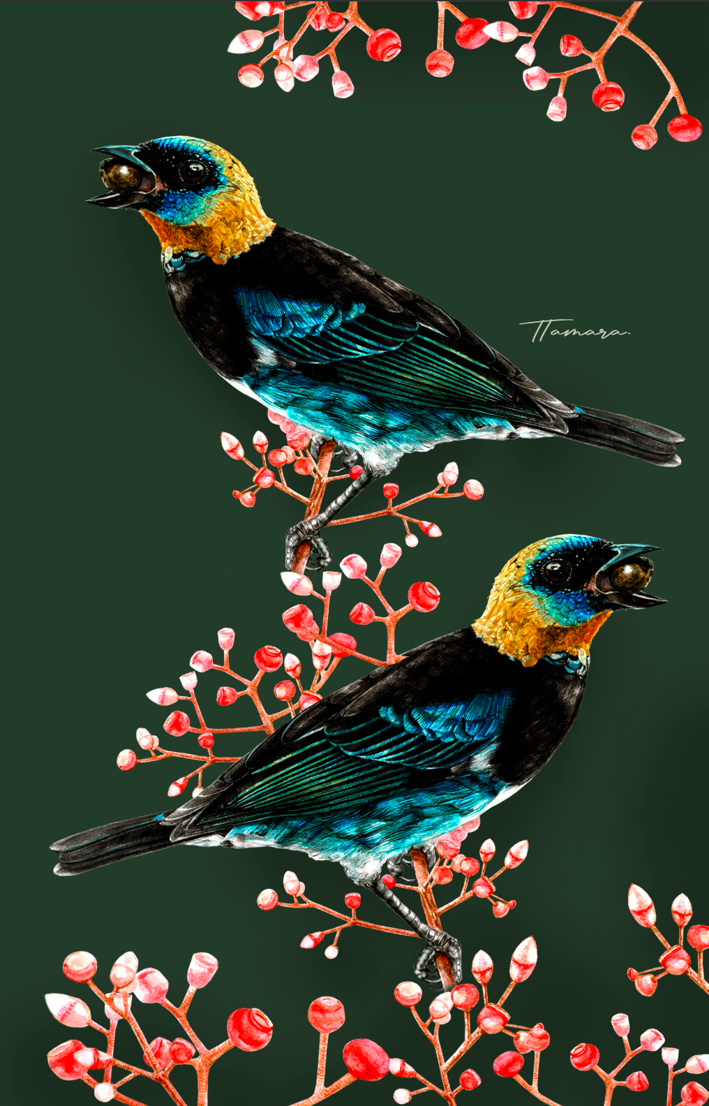 Libreta - Tangara Capuchidorada