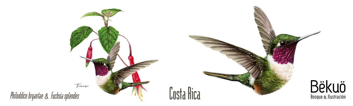 Jarrito de metal - Colibrí Estrellita Gorgimorada