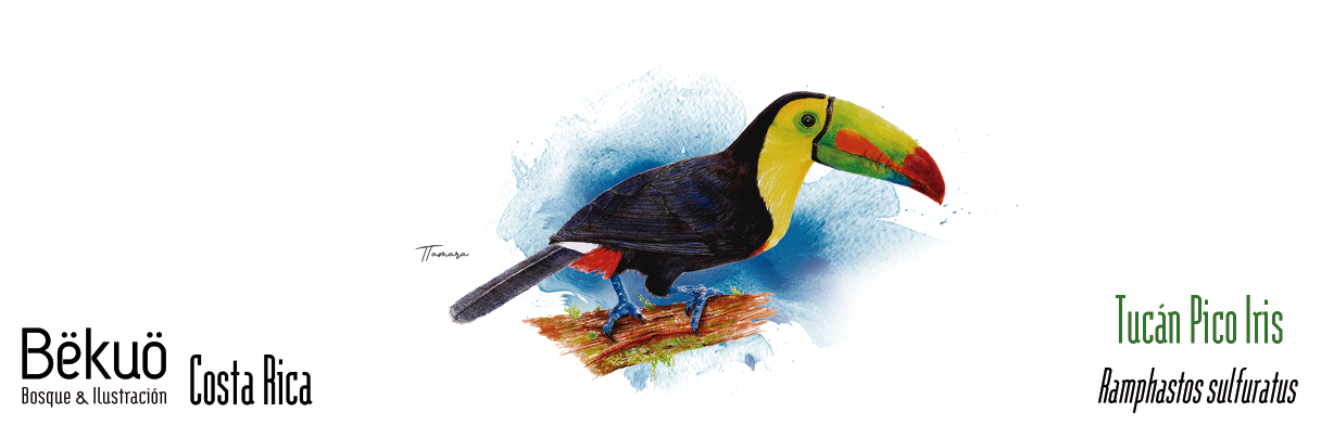 Jarrito de Metal - Tucán Pico Iris