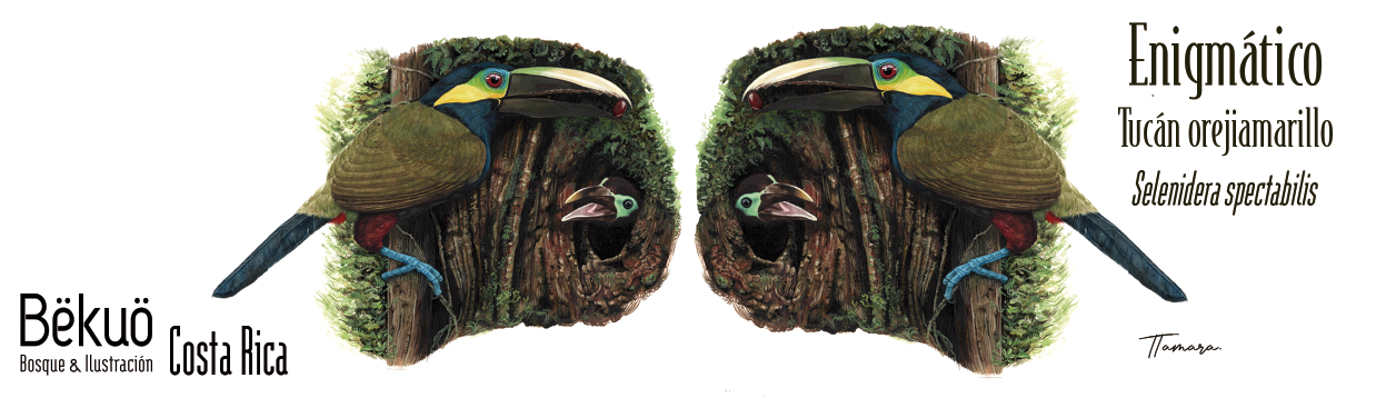 Jarrito de Metal - Enigmático Tucán Orejiamarillo