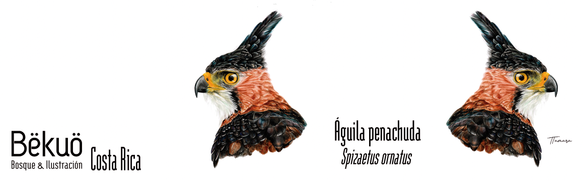 Jarrito de Metal - Águila Penachuda