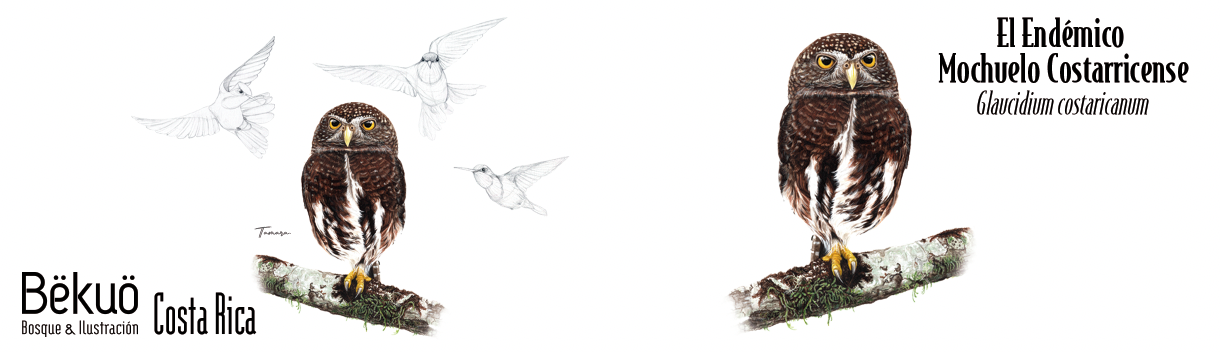 Jarrito de Metal - Mochuelo Endemico Costarricense
