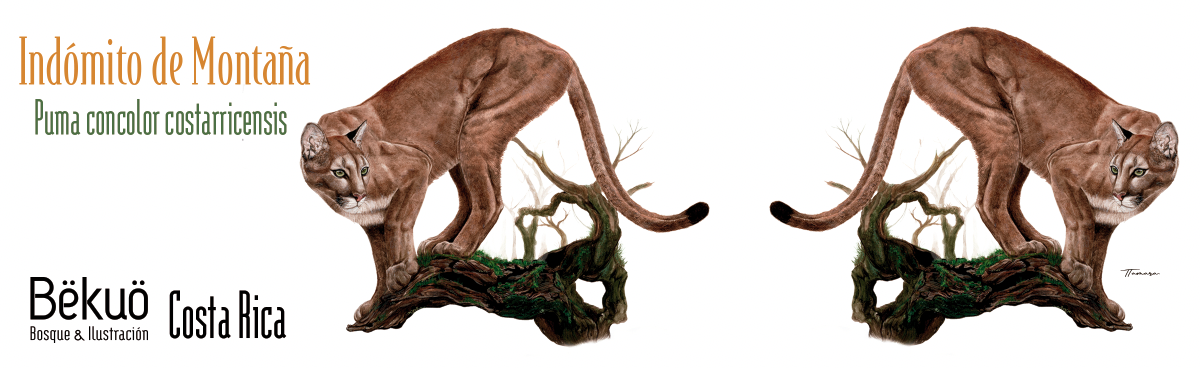 Jarrito de Metal - Indómito de Montaña