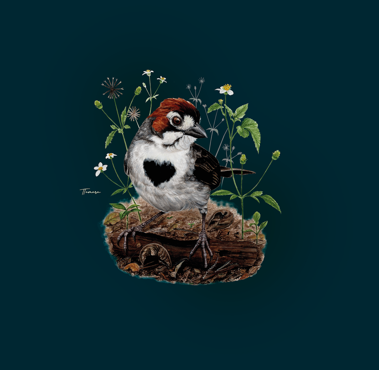 Camiseta - Pinzón Costarricense