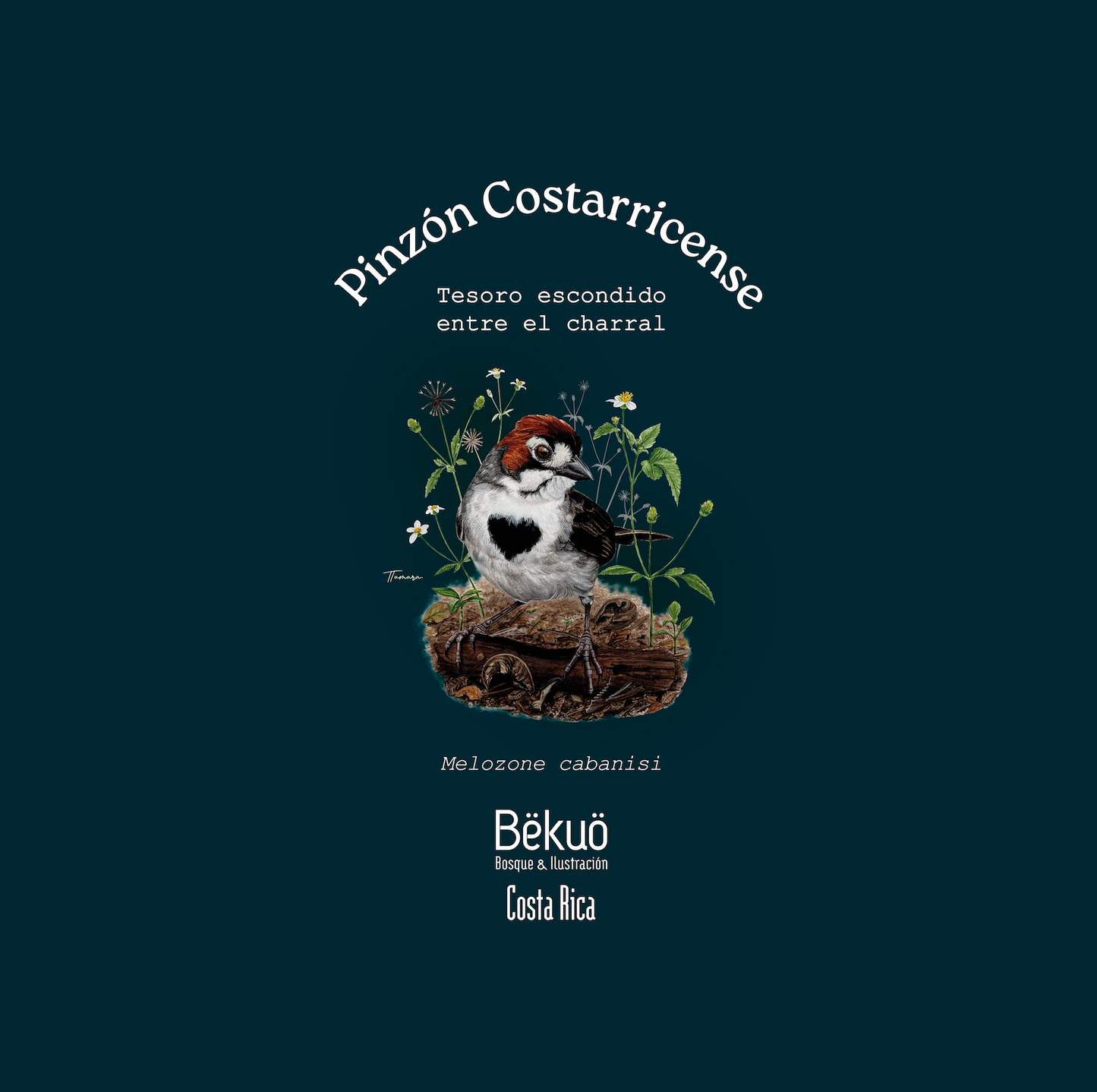 Camiseta - Pinzón Costarricense