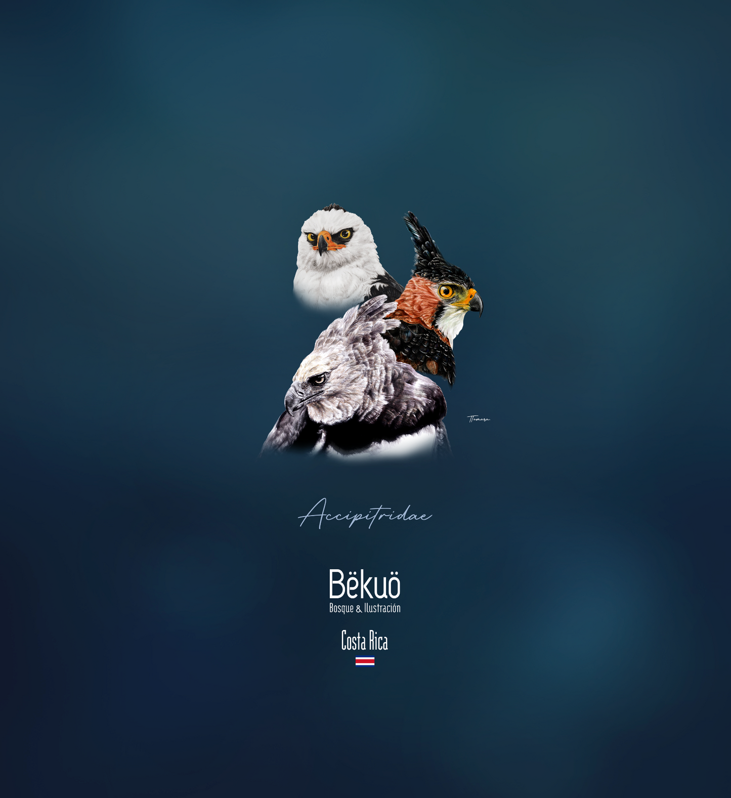 Blusa - Accipitridae