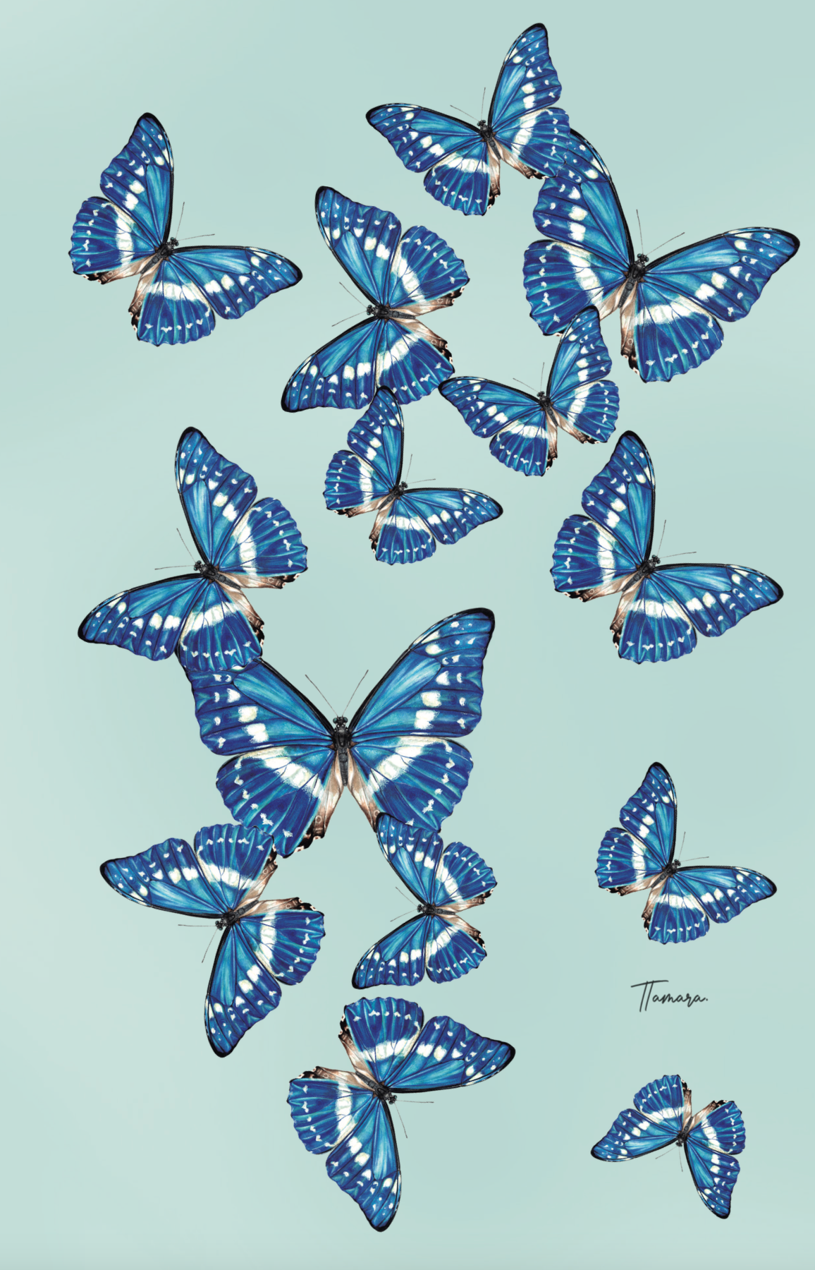 Libreta - Morpho Clara