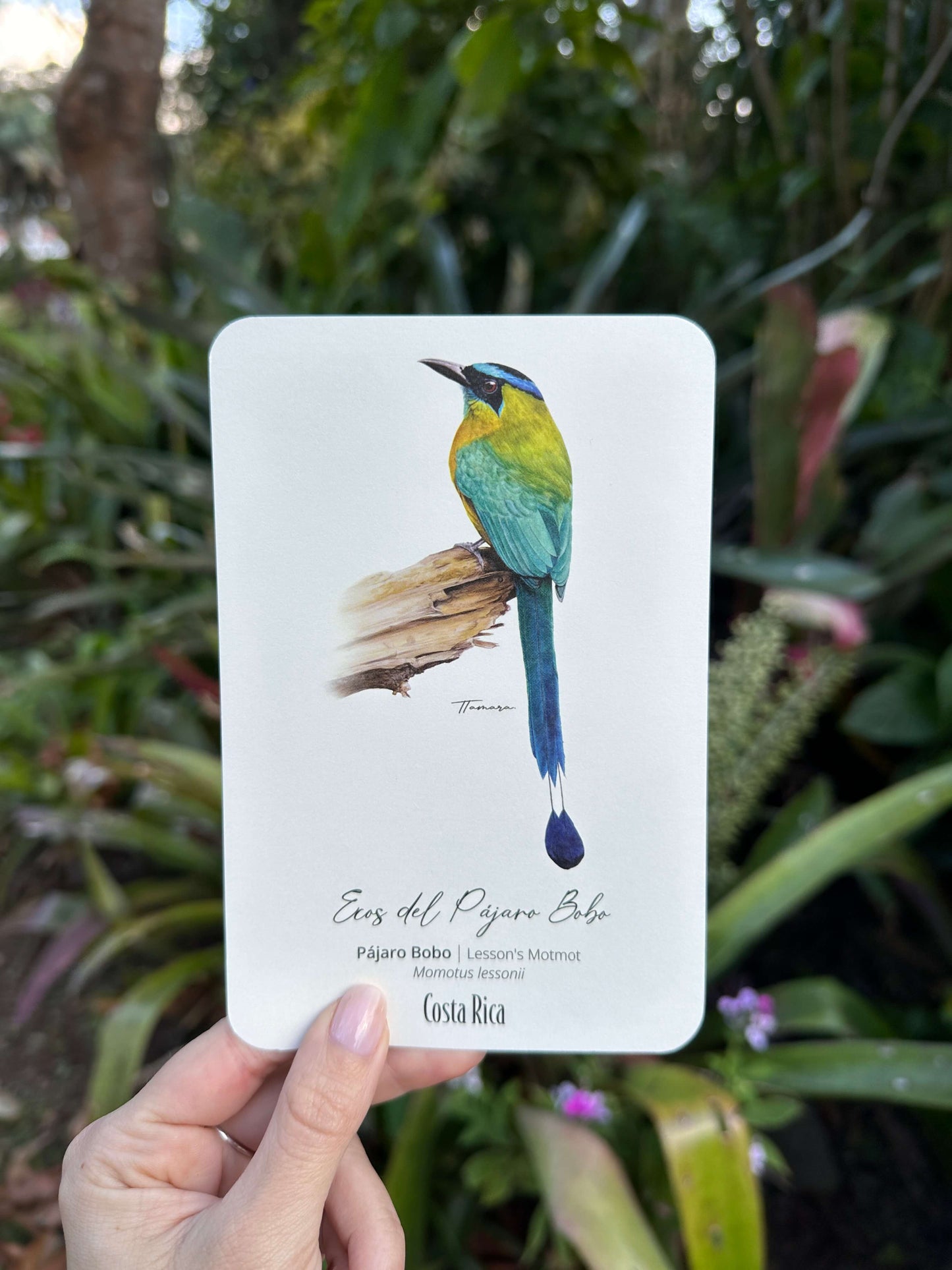 Postcards - Ecos del Pájaro Bobo