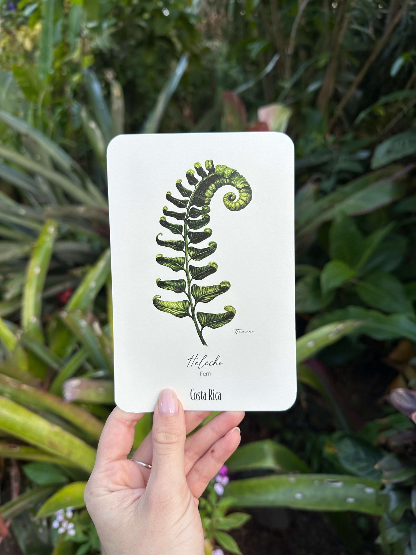 Postcard - Helecho