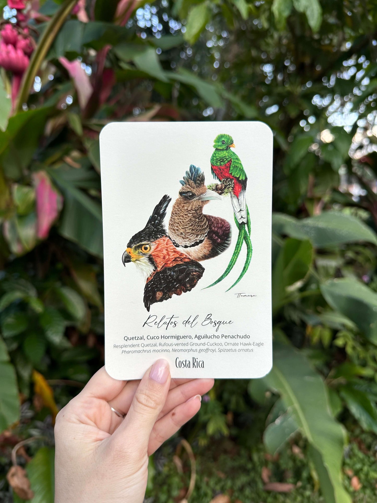 Postcard - Relatos del Bosque