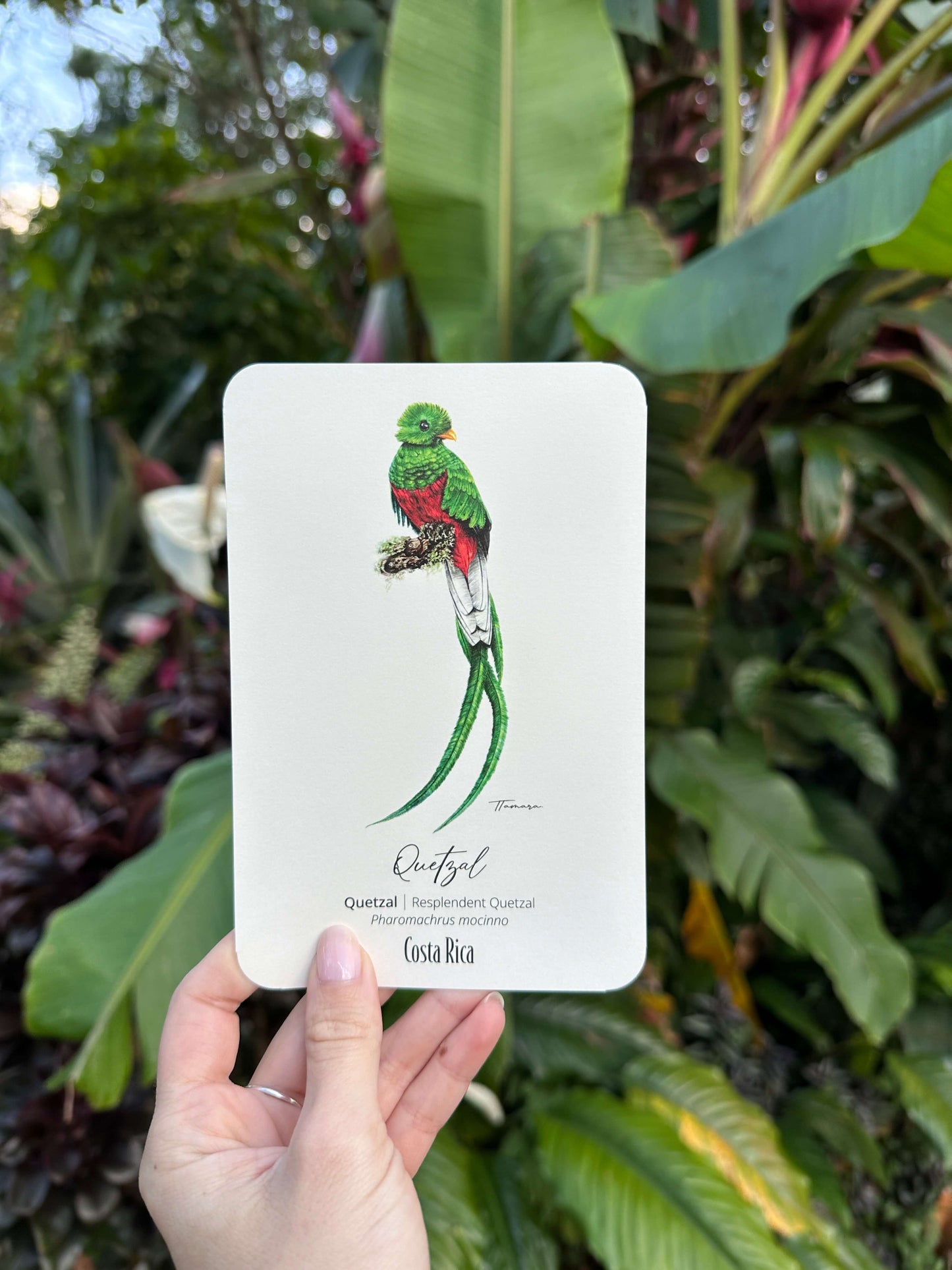 Postcard - Quetzal