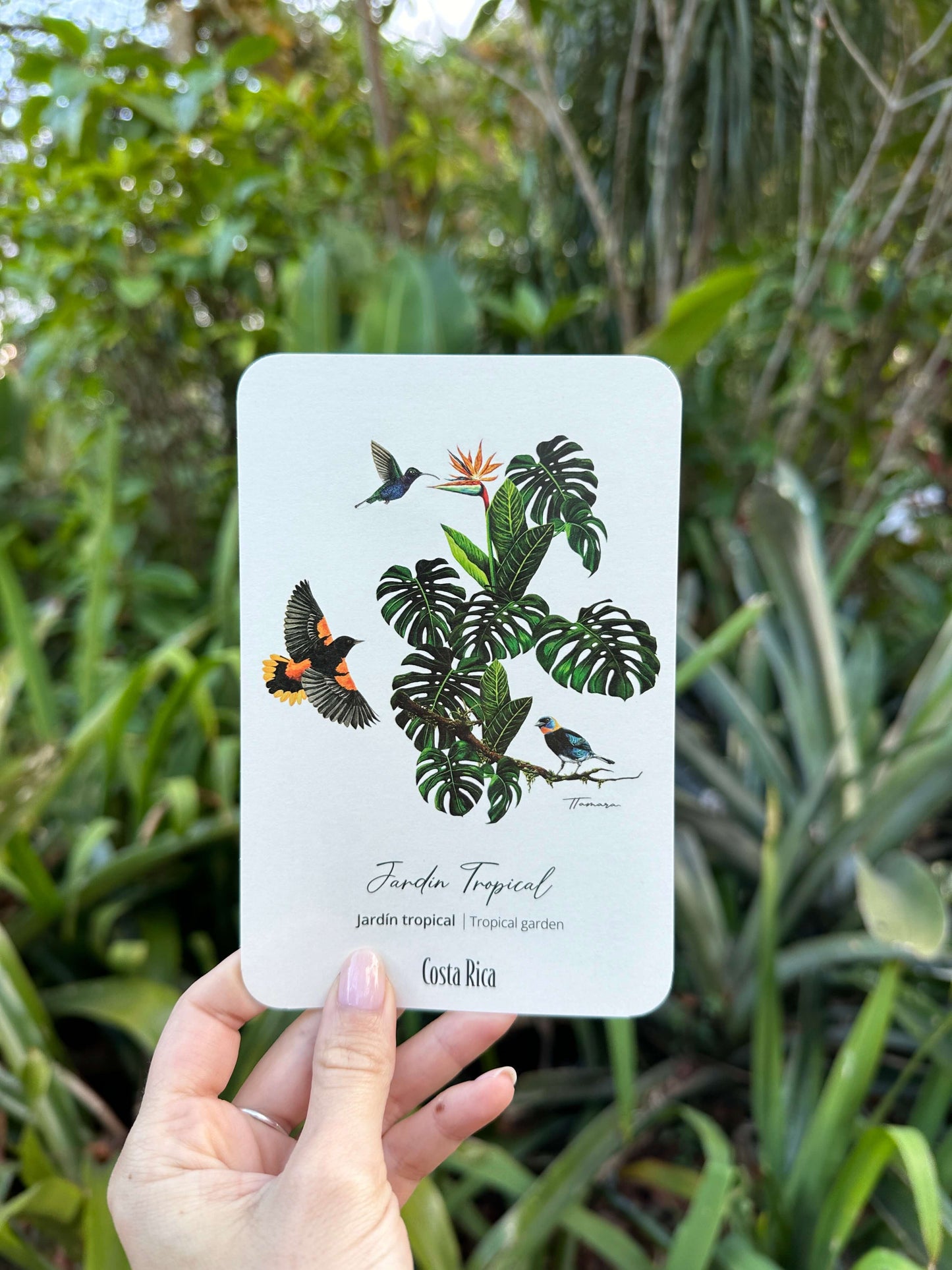 Postcard - Jardín Tropical