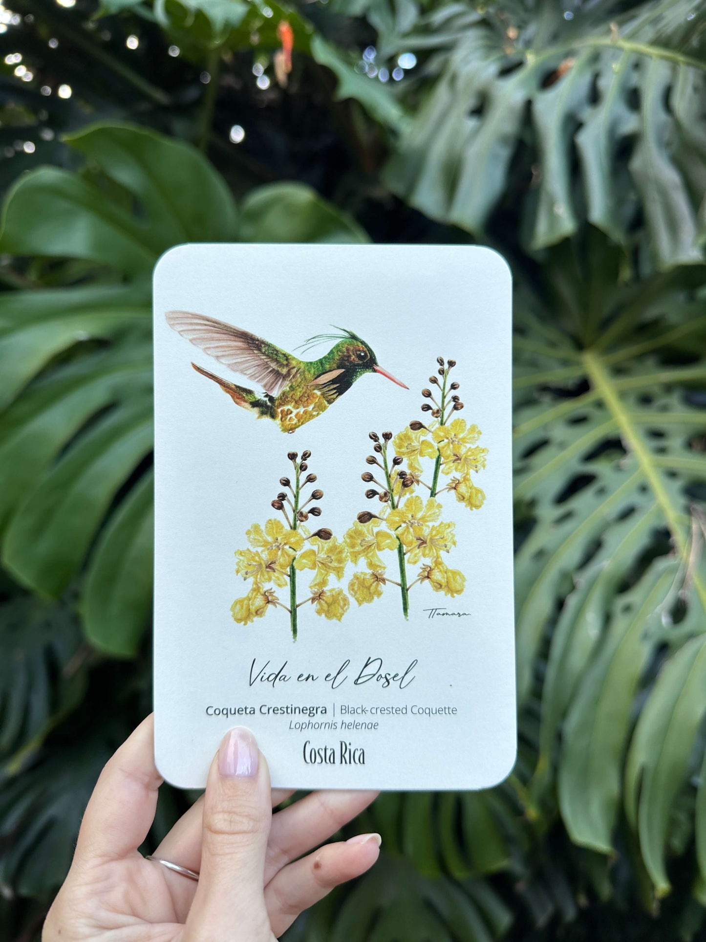 Postcard - Vida en el Dosel