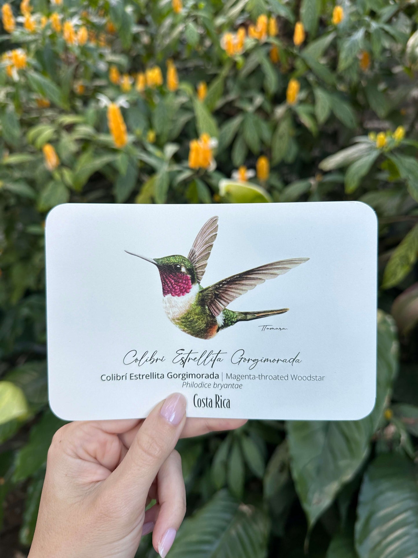 Postcard - Colibrí Estrellita Gorgimorada