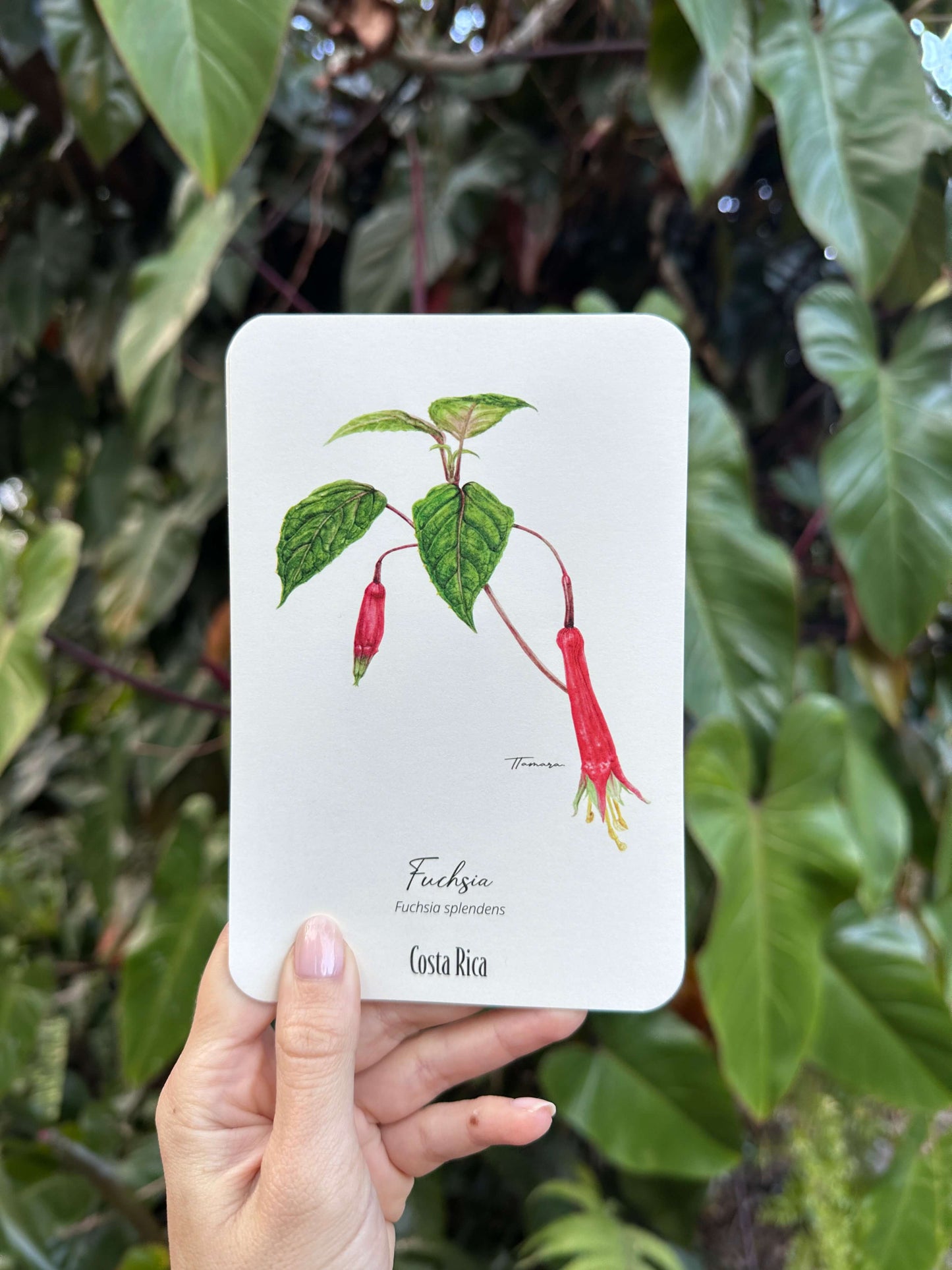 Postcard - Fucshia