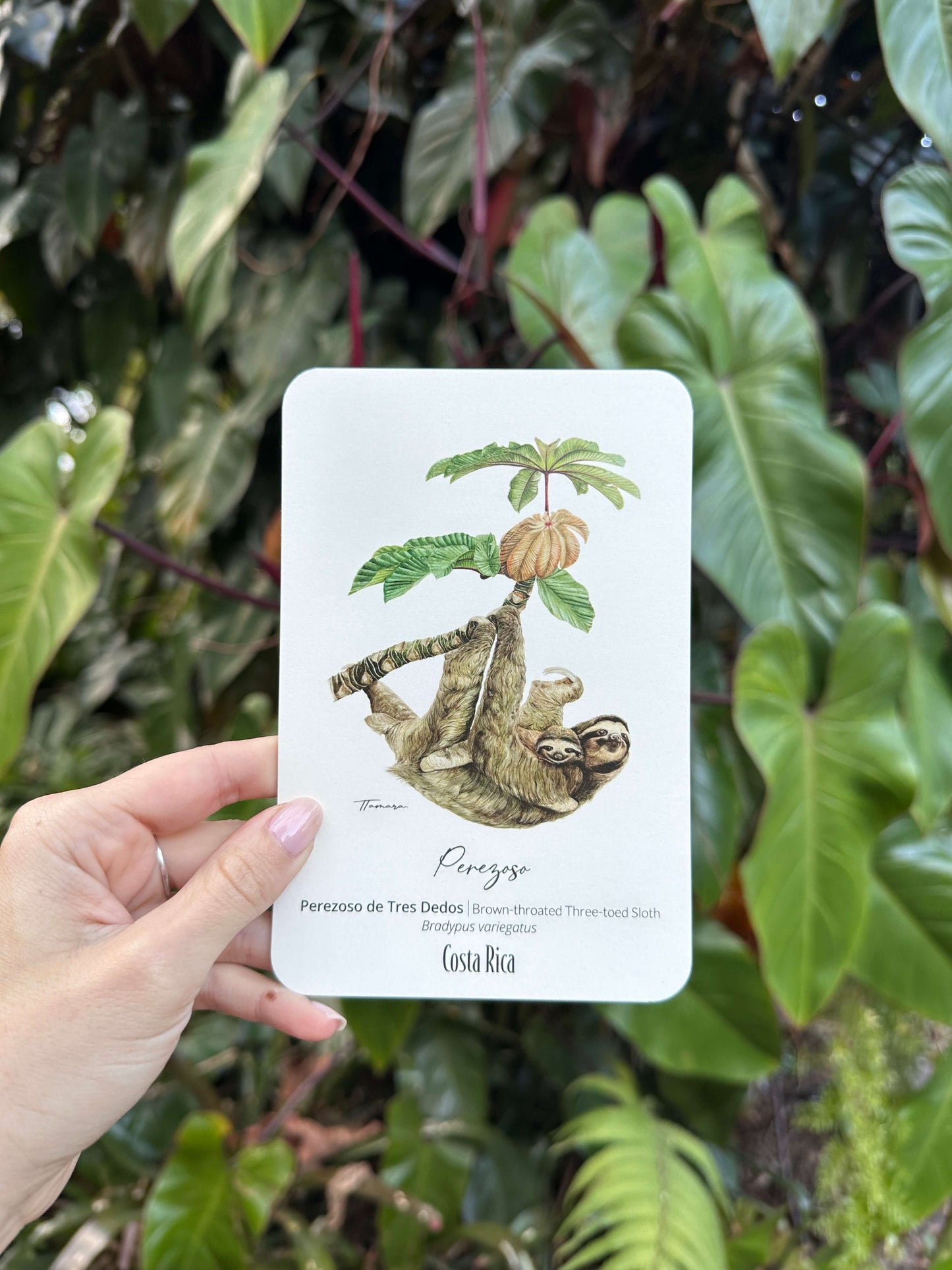 Postcard - Perezoso