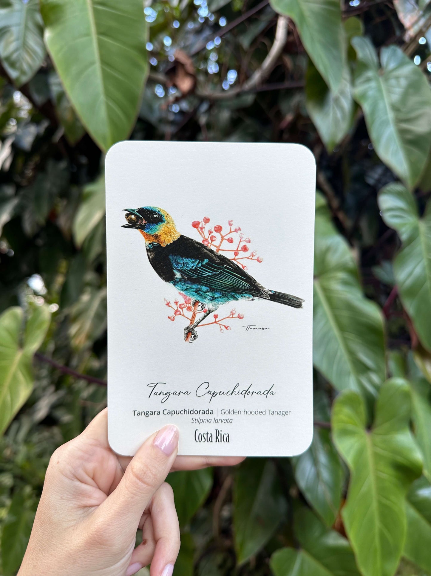 Postcard - Tangara Capuchidorada