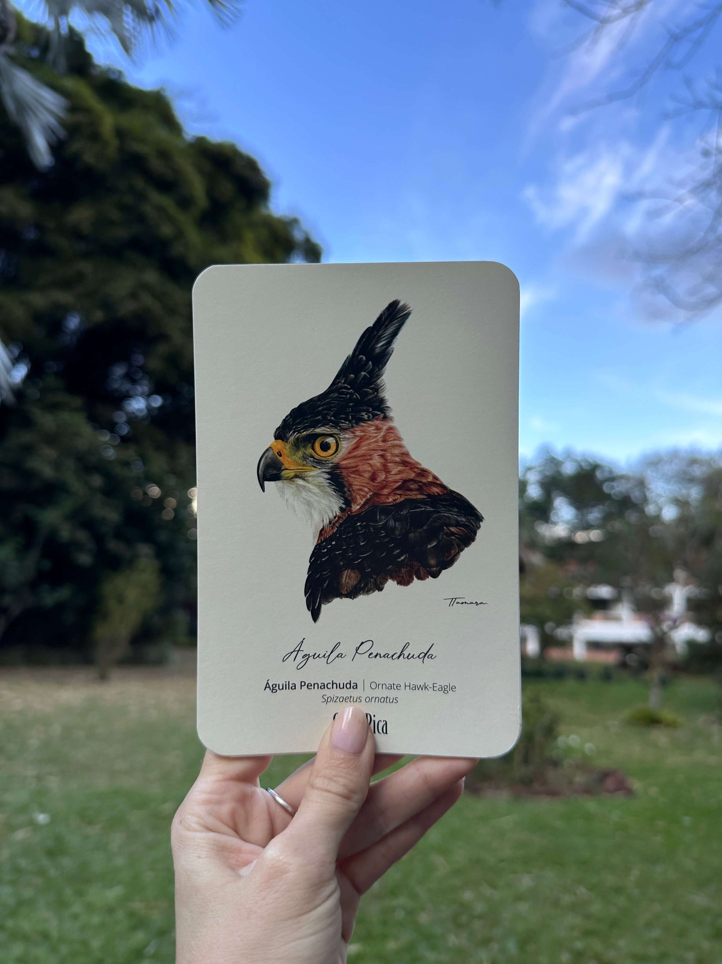 Postcard - Águila Penachuda