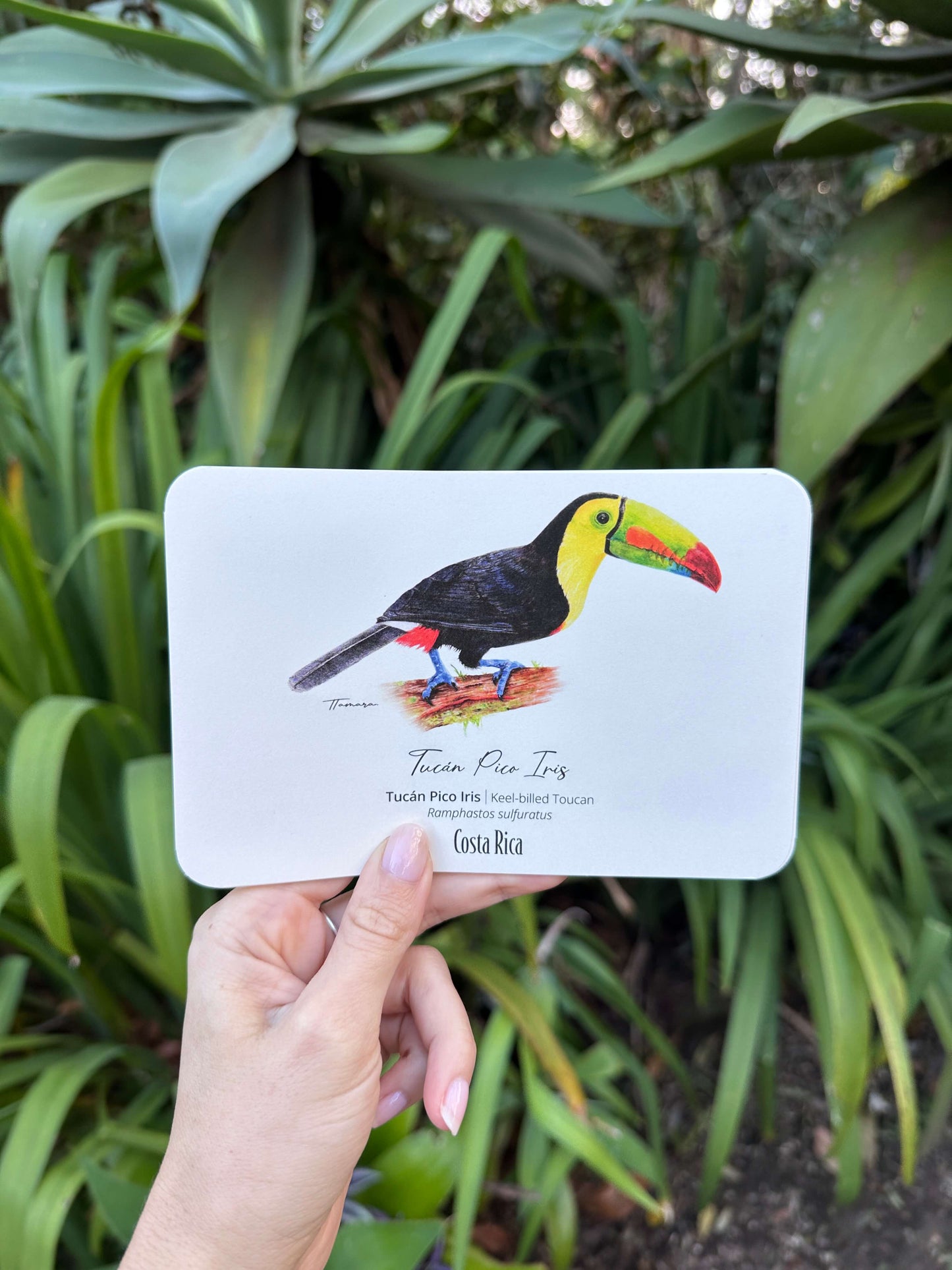 Postcards - Tucán Pico Iris