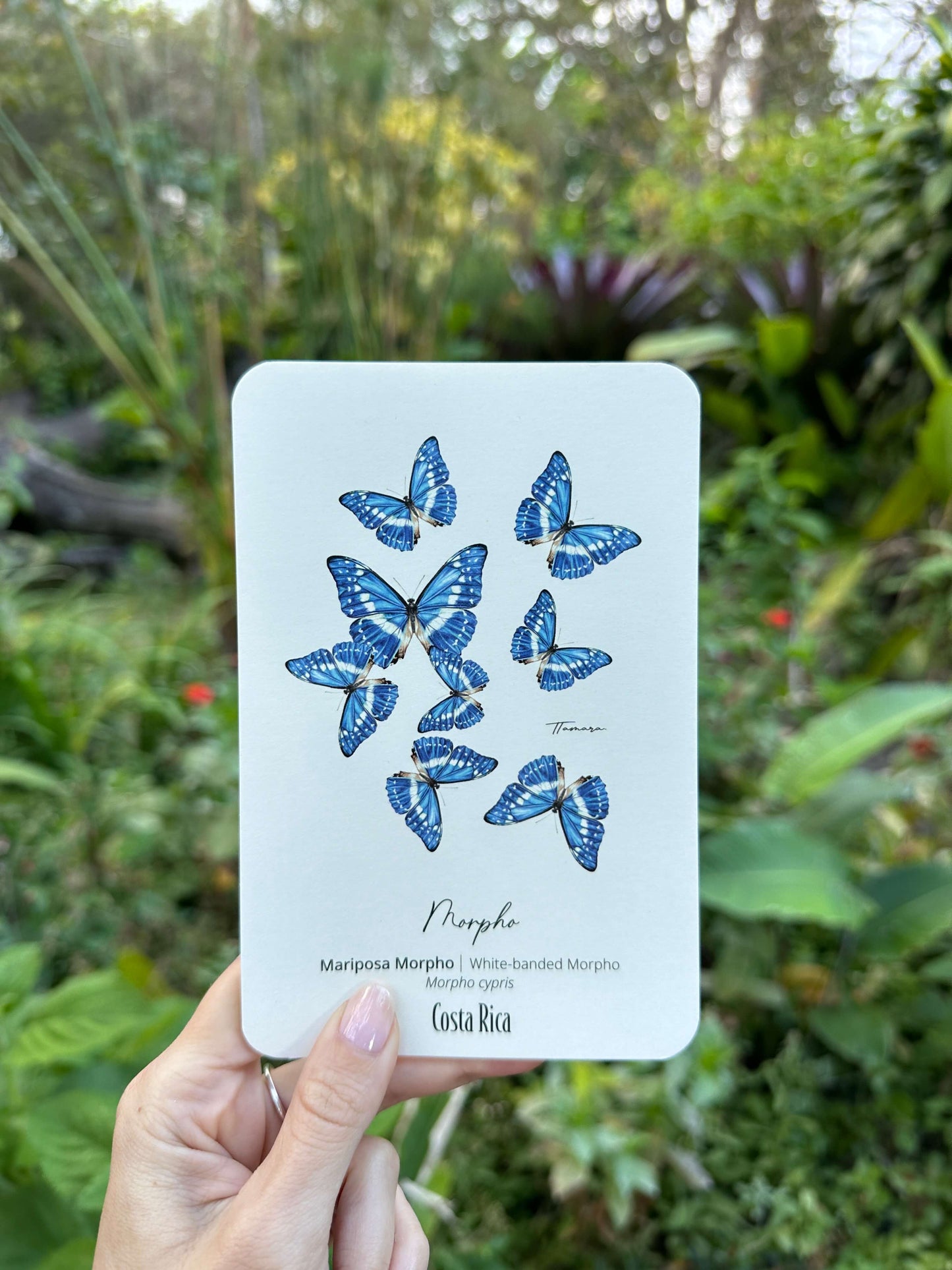 Postcard - Morpho